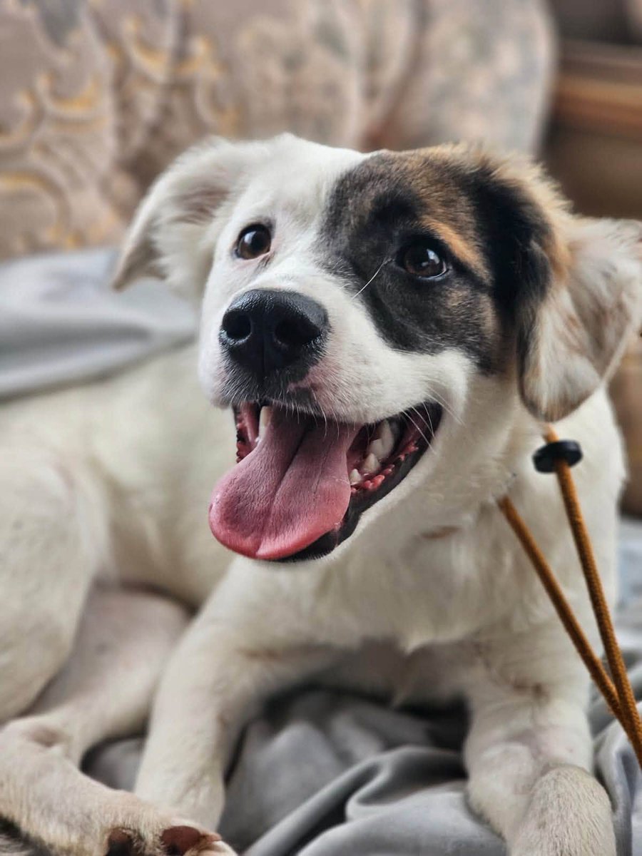 rescuedoggypaws's tweet photo. Dhylis is ready to start her life with the right family an understanding of what’s needed a willingness to commit to training and ideally a training session within week 1-2
Can live with children 6 yrs+
Dog Friendly, and will be neutral
https://t.co/Ikx1au0XLh
#Nottinghamshire https://t.co/JbgVUysJps
