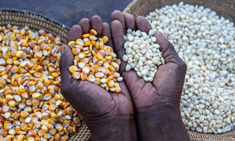 Braventi_'s tweet photo. ￼

🌽 Agro Market Update – Nigeria

📈 Maize prices continue to strengthen across several Nigerian markets as demand from poultry feed producers, food processors, and grain merchants remains high. With supply still relatively tight in some areas, many traders expect prices to stay stable or edge upward in the near term.

If you're a maize farmer, this could be a good time to monitor your local market before selling. Buyers and processors should consider planning purchases early to avoid further price increases.

Follow Loamy for reliable agricultural market updates, price trends, and business opportunities across Nigeria. 🌱