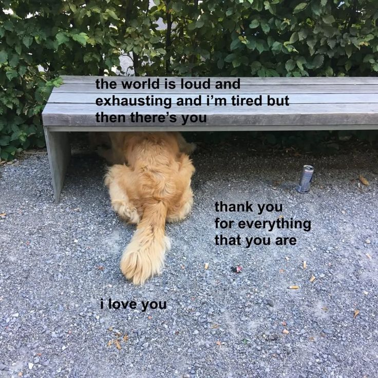 DoggyPosting's tweet photo. https://t.co/MV4a2RpGMx