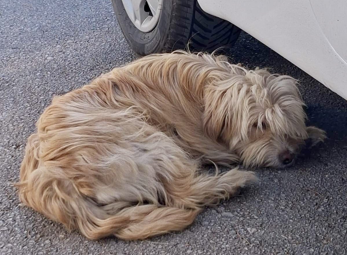 Ich_2211's tweet photo. RT‼️🆘‼️ 🆘Mama i beba, dugo na ulici.. ona je lepa kao lutka! Udomite, spasite i usrećite 🙏🏻🐾🏡
Valjevo- 069/40 47 410 https://t.co/LSJ3SL6wfX
