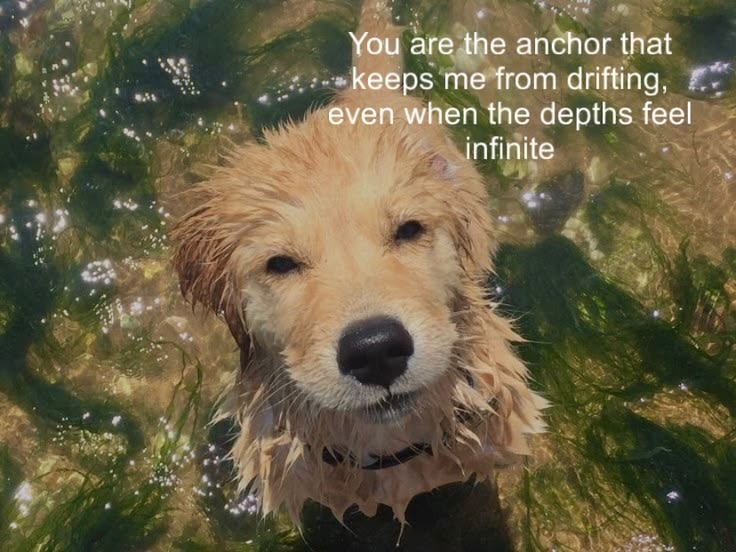 DoggyPosting's tweet photo. https://t.co/9J4QMYFArA
