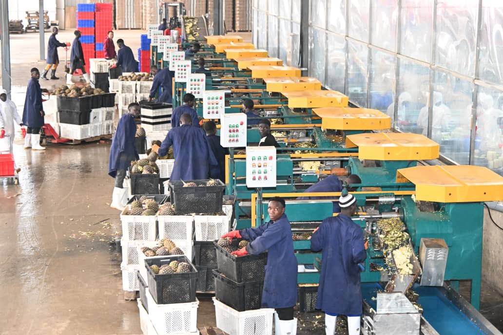 FAOUganda's tweet photo. Our Rep. @EzanaKg joined H.E. the Vice President @jessica_alupo today at the China-Uganda #Agricultural Industrial Park in Luwero.
The park is contributing to 🇺🇬 agro-industrialization agenda thru #valueaddition, job creation, market opportunities, & increased 💰for farmers. https://t.co/IbxHGH1O5m