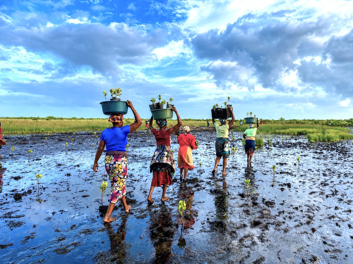 AzadaVerde's tweet photo. 🌱 En Azada Verde trabajamos junto a las comunidades de Mozambique en agricultura, acceso al agua, educación, reforestación y restauración de manglares.

Cinco áreas, un mismo objetivo: crear oportunidades y proteger el entorno💚 https://t.co/ftmu3i2Rnb