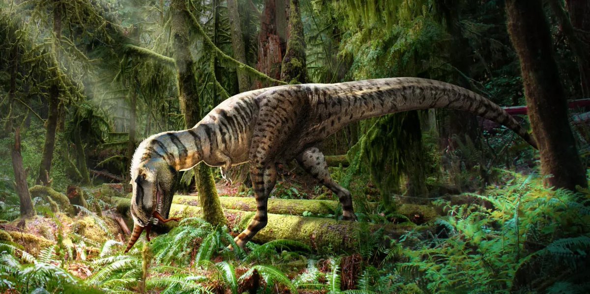 PaleontologieFr's tweet photo. 🦖 Un jeune #Gorgosaurus découvert en Colombie-Britannique 🇨🇦 étend l'aire connue de ce cousin du T. rex !
Ses dents montrent aussi que son régime alimentaire changeait en grandissant.
#Crétacé #Campanien #Tyrannosauridae

📰 https://t.co/2I9ypsgAN7

🔎 https://t.co/NiHYZHSVWP https://t.co/xRp0Rn0x66