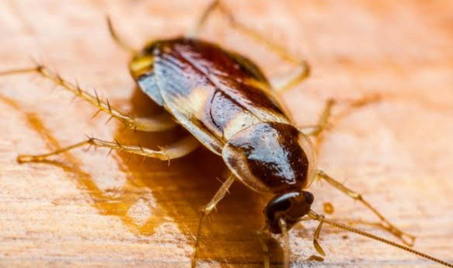 ravibraroo's tweet photo. 🤔

SUDDEN
ANARCHIST "ATTACK"
OF COCKROACHES
IN DELHI  . .

SUDDEN DECISION
OF KSHMIRI LEADERS 
TO "PROTEST" IN DELHI . .

( Total Silence about
Kshmiri Bros. &amp; Sisters,
being CRUSHED in POK )

IS d TIMING
OF THESE PROTESTS,
A COINCIDENCE

OR
SIMPLY, TO BALANCE
PAKISTAN
 
🤔 .. ? https://t.co/QrRxtpJrjr