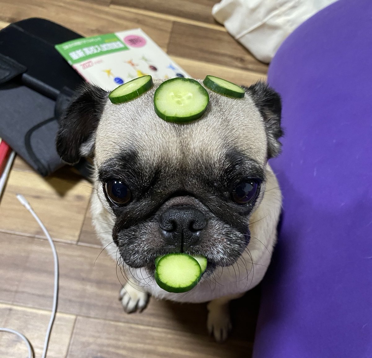 RobinsYoko's tweet photo. 今夜もきゅうりまち🥒 https://t.co/CJsJ3CnD1w