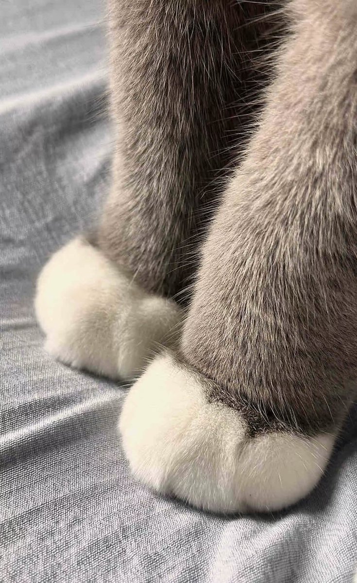Daczi8198's tweet photo. 足控，我爱小猫

失去小猫的第三个月 https://t.co/ixjwhaLi9v
