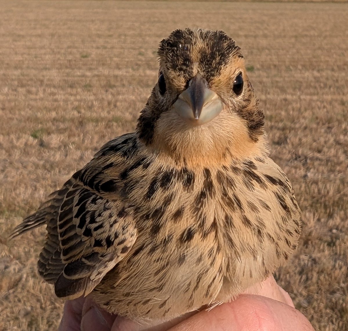 mattthesparrow's tweet photo. The Wiltshire Downs are currently plastered with juvenile Corn Buntings. On two farms last night we saw a minimum of 600. They sit on top of the crops and then wheel around in big flocks, it really is impressive to see. Their juvenile plumage is gorgeous but doesn't last long. https://t.co/k3IR7esGl9