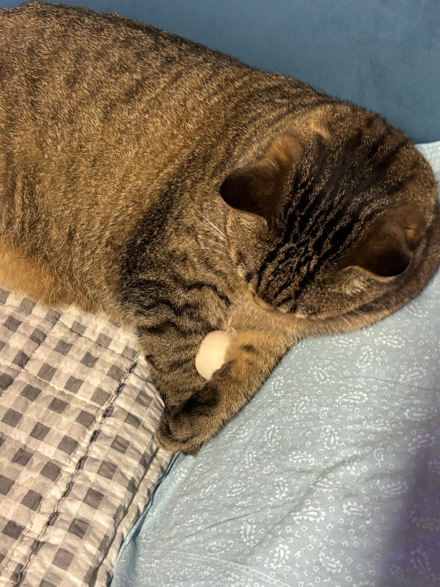 suruisbig's tweet photo. 황금알을낳으셧어요 https://t.co/sW62GO47tG