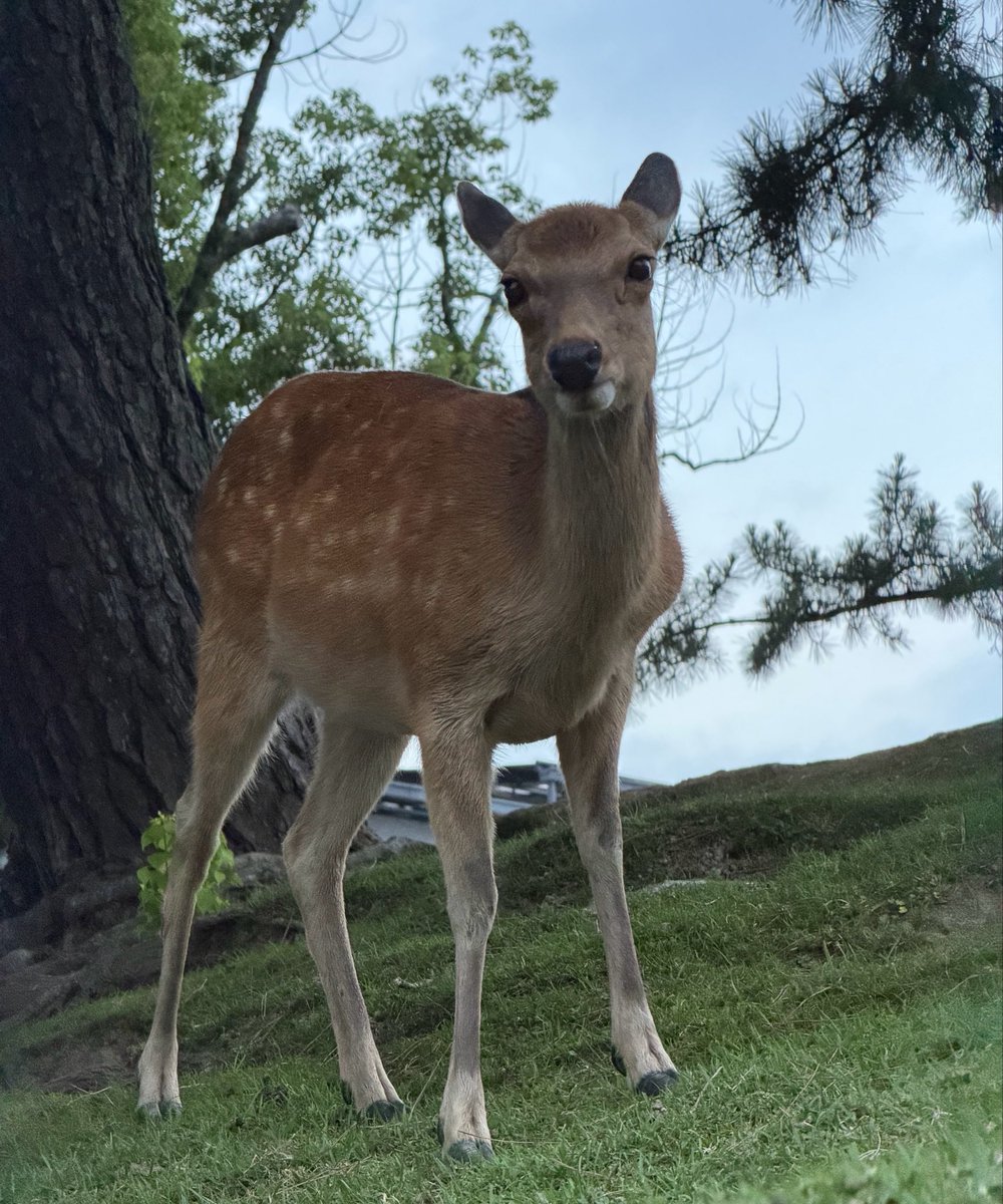 奈良鹿日和🦌 tweet media