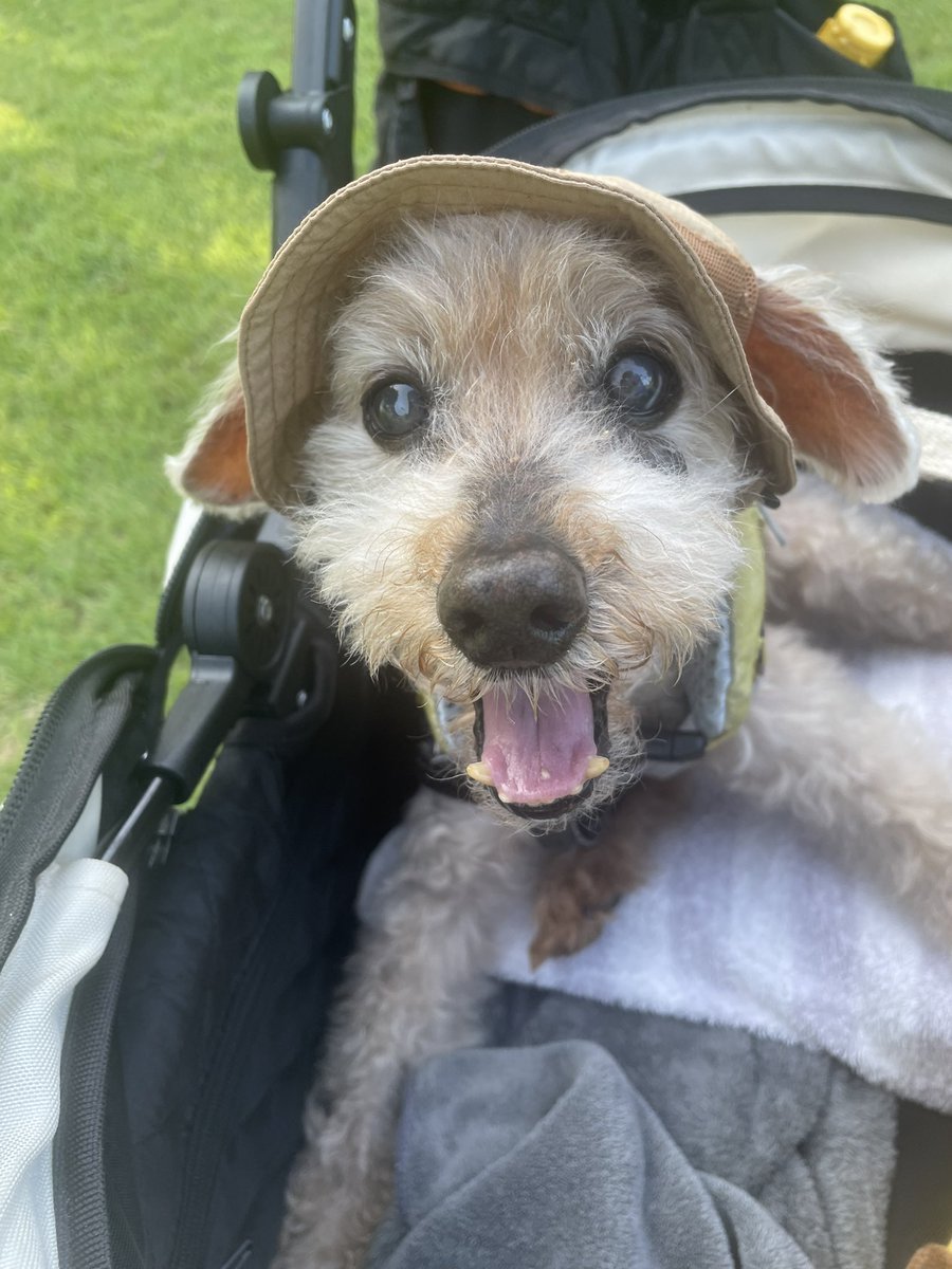 krooooooooooonn's tweet photo. そういえば、秘密結社老犬倶楽部のタグ勝手に使ってたけれど…ダメなのかな？遅いかな…😞使っちゃうけど… https://t.co/CLGuUDLarH