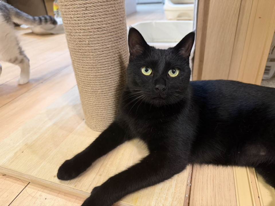 tokyo_foster's tweet photo. 活発元気な男の子まっ黒なクロ君
群馬県 ♂ 生後1才6ヶ月 の"クロ君"ちゃんです。
 #猫の里親募集 #群馬県 https://t.co/NNE92fSrRl