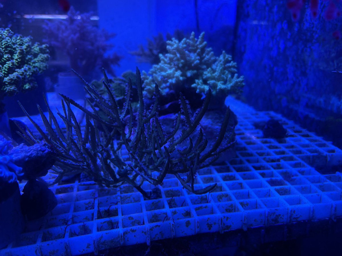 vessel1997's tweet photo. 23日(木)入荷情報
ハタゴイソギンチャク沖縄産
シライトイソギンチャク
イボハタゴイソギンチャクブルー
ニシキヤッコ
ロックビューティー
バナナfish
パープルリーフロブスター
スターリーブレニィー
ナグラカタトサカ
ヤワタコアシカタトサカ
カクレクマノミ沖縄産ペア
イッテンチョウXL沖縄産他 https://t.co/414ylRseyy