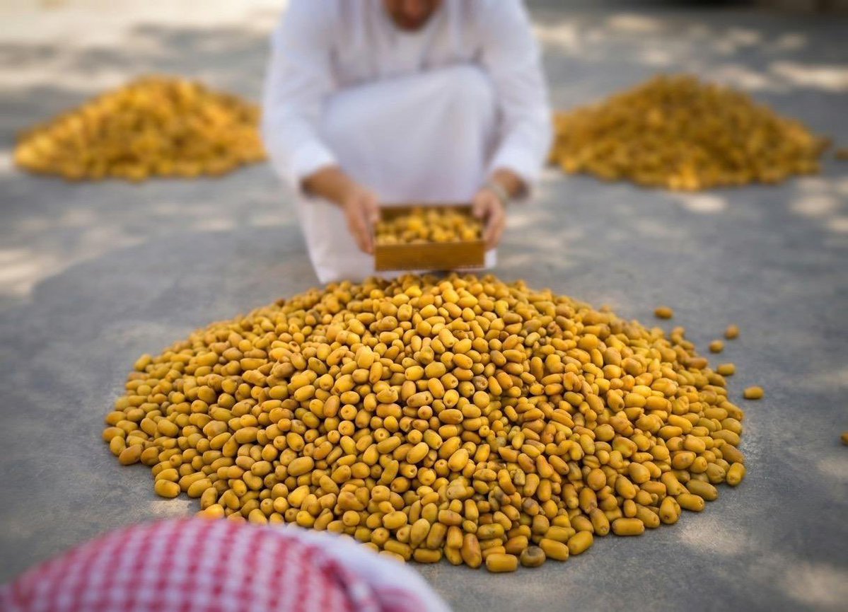 makkahregion's tweet photo. 1880 مزرعة نخيل تحتضنها محافظة الكامل..
• تحوي ما يزيد عن 21 ألف نخلة.
• تُنتج 4445 طن من التمور. https://t.co/3Ntq6mLfNb