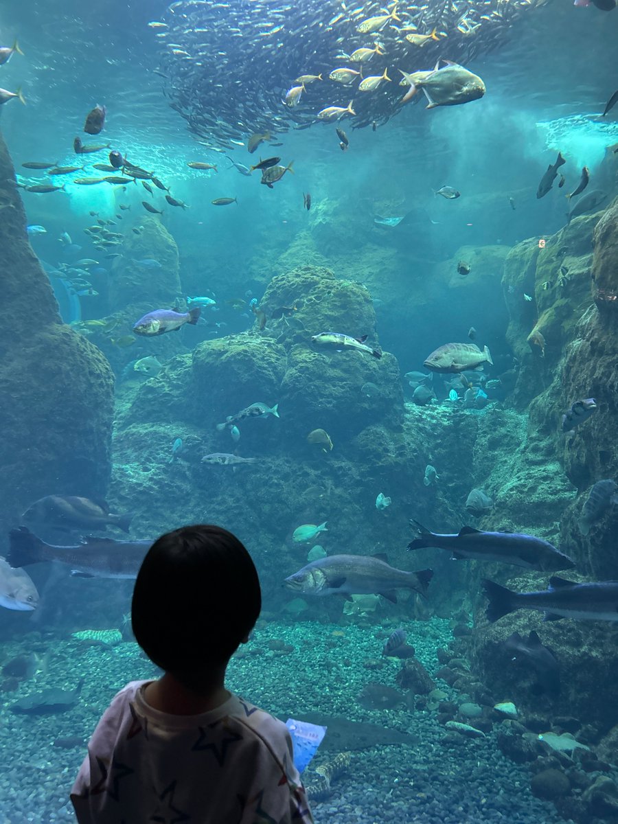 onxon26's tweet photo. 2026/2 🐟新江ノ島水族館🐟
大好きなマイワシにいつでも会えるようにえのすいの年パスを作った日。
大水槽前で「イワシいっぱーい！！！」をしてずっとはしゃいでいた。これからたくさ��マイワシに会いに行こうね。 https://t.co/FKWGV5wC2S