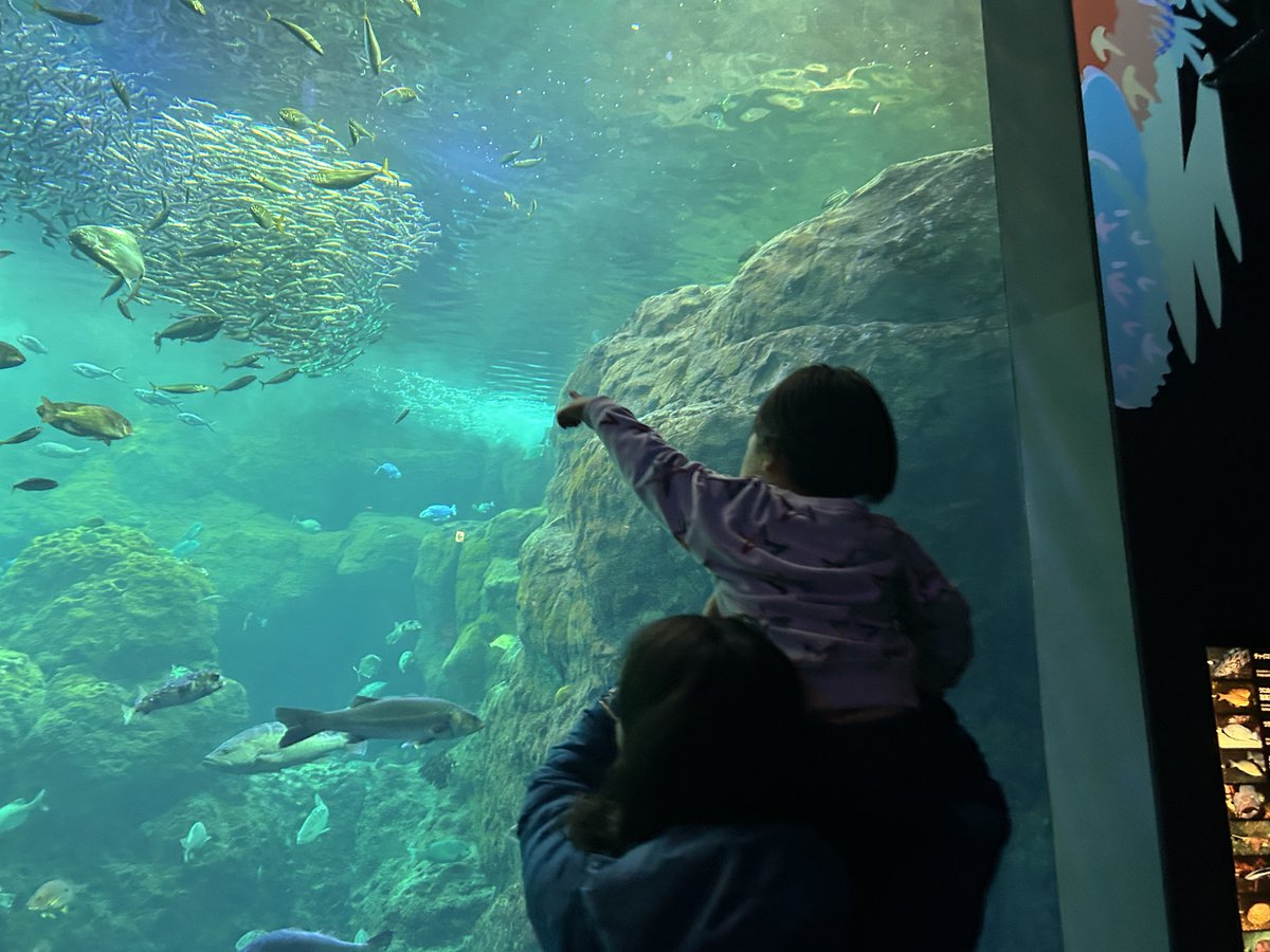 onxon26's tweet photo. 2026/2 🐟新江ノ島水族館🐟
大好きなマイワシにいつでも会えるようにえのすいの年パスを作った日。
大水槽前で「イワシいっぱーい！！！」をしてずっとはしゃいでいた。これからたくさ��マイワシに会いに行こうね。 https://t.co/FKWGV5wC2S