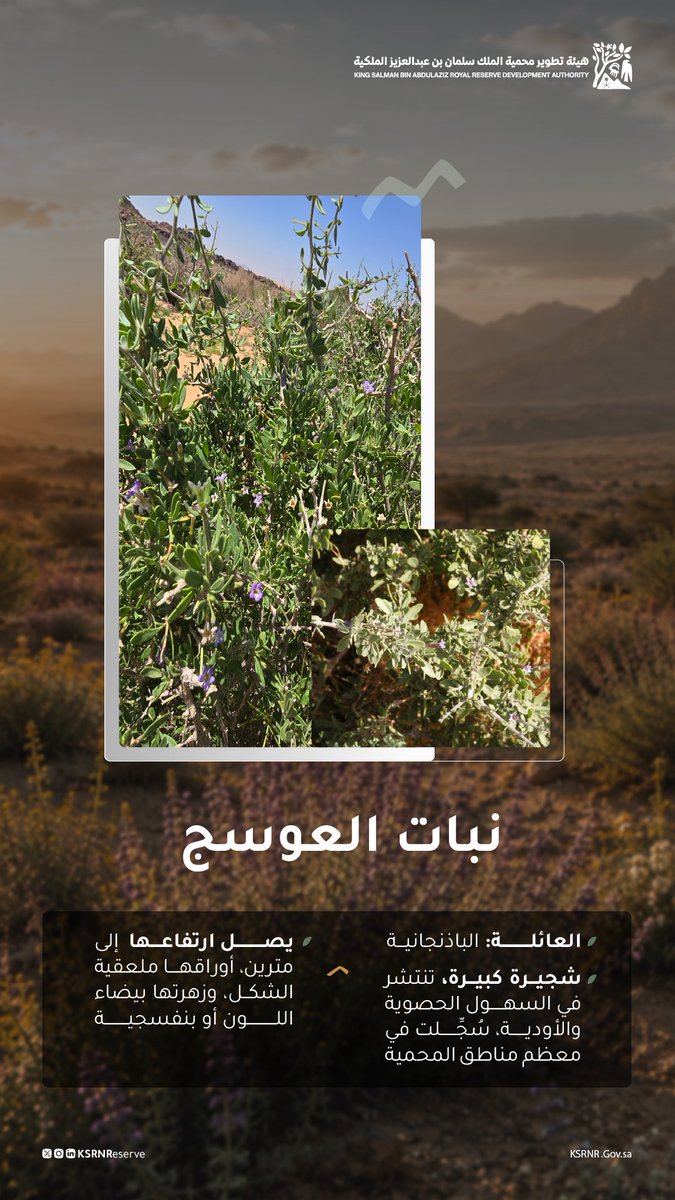 KSRNReserve's tweet photo. العوسج، يتكاثر ويزدهر في مختلف مناطق محمية الملك سلمان بن عبدالعزيز الملكية https://t.co/YFgzoKjPwW