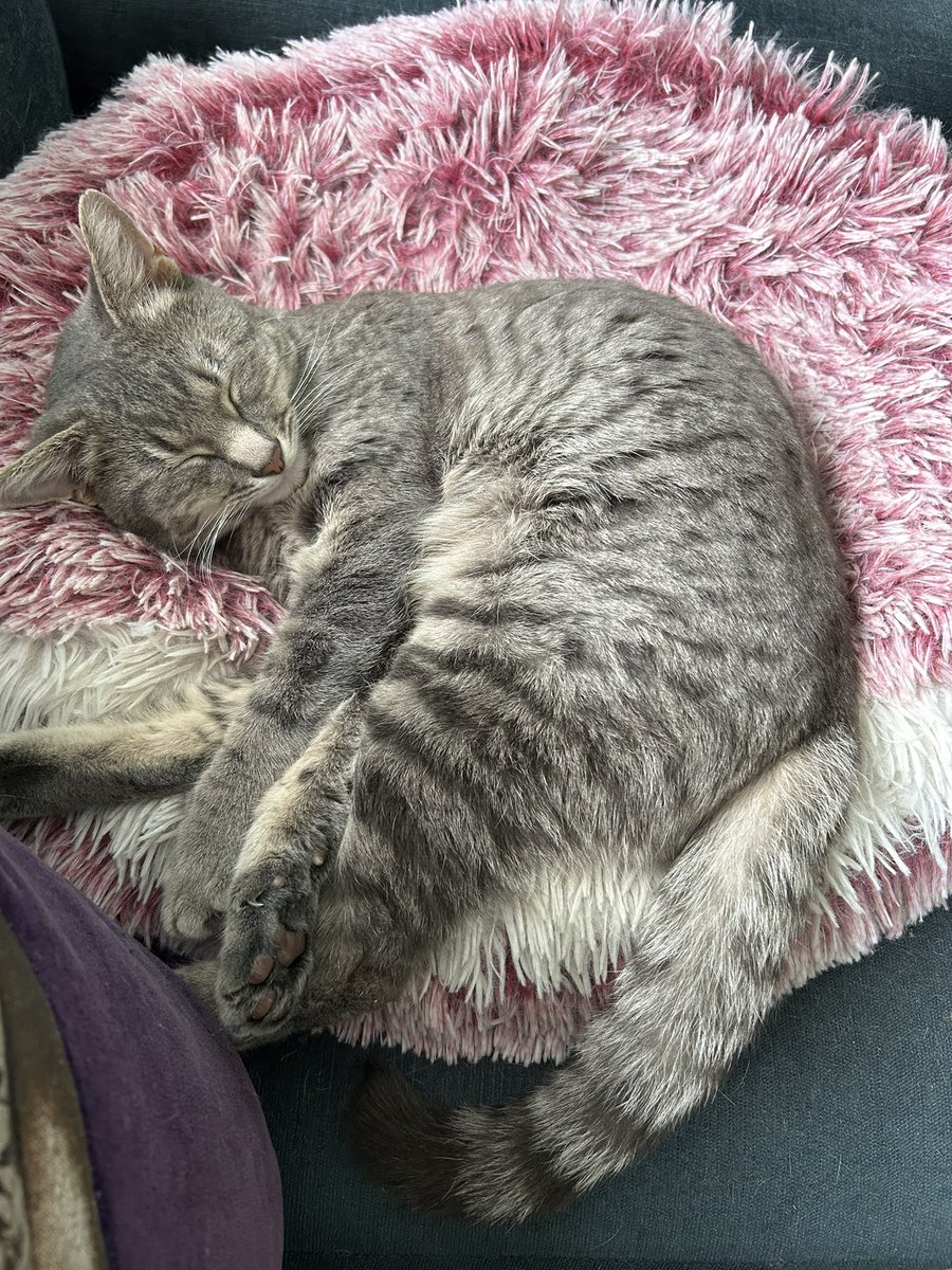 MrsOblivious's tweet photo. He can be an absolute monster but also unbelievably cute. #DinoJoeyMuzz #CatsOfTwitter #CatsOfX #TheCatPack https://t.co/viXYRUz4k4