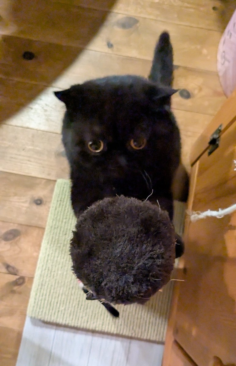 buchanoreo's tweet photo. 真剣に
爪研ぎ励む
おれオレオ😼💅💖

#黒猫 #猫のいる暮らし #エキゾチックショートヘア #cat https://t.co/XYaGljwB9l