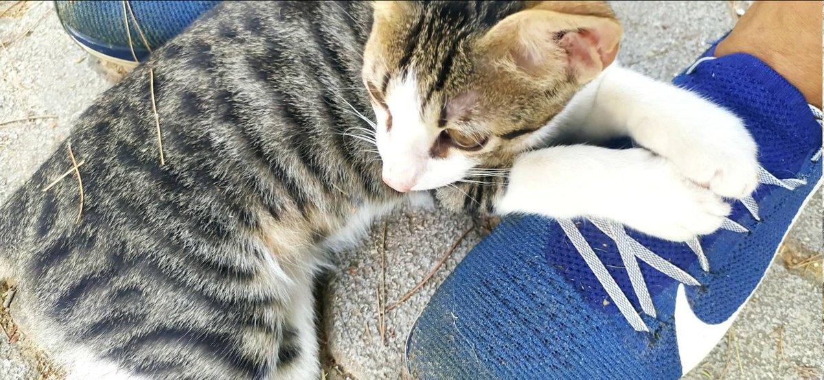 CatofAthens's tweet photo. Ο Κωστής είναι θύμα εγκατάλειψης. Είναι 3 μηνών και ναι δεν θελει πια να τον παρατάνε.το βλεπετε. Είναι "αλοιφή" και είναι θέμα χρόνου να ζει στο δρόμο. Ζητάμε έστω φιλοξενία και ιδανικά υιοθεσία. Δώρο τα εμβόλια η αποπαρασίτωση και η στείρωσή του όταν έρθει η ώρα.Δείτε το βίντεο https://t.co/sS7u2XeCQX