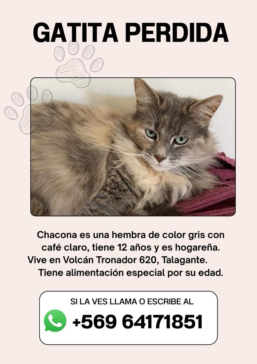 vaniaramirezm's tweet photo. #Talagante #GatitaPerdida #Sebusca https://t.co/xcIP5n3UwU