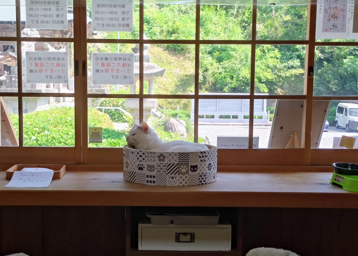 木山神社の招き猫 テン on X: 
