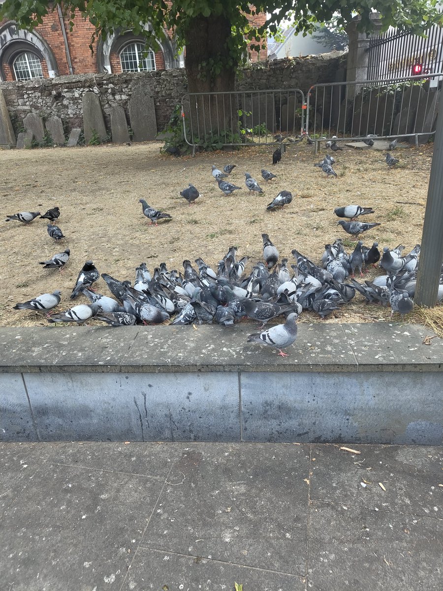 dragonflytooth's tweet photo. far too disabled to be out today but chud me from last sunday decided i needed a haircut so here i am

bonus pidgeons https://t.co/z3LnPunoqj