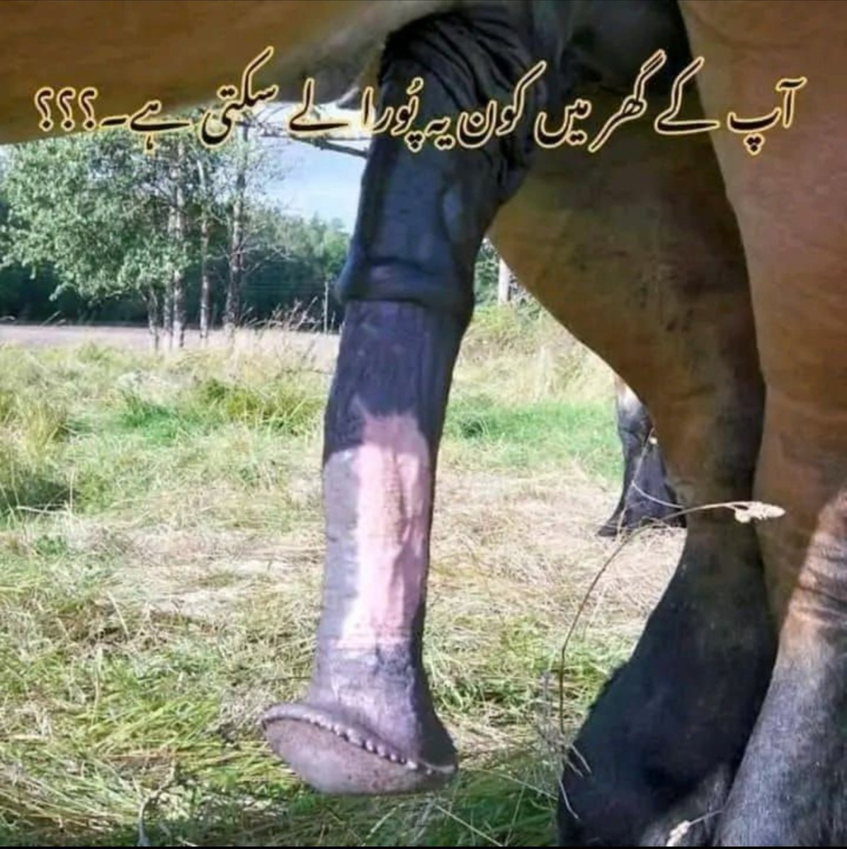 sonofslut25's tweet photo. آپ کے گھر میں یہ لَن کون سی عورت لے سکتی ہے؟ میرے گھر میں یہ لَن میری ماں لے سکتی ہے۔ https://t.co/gjPMQrPPCc