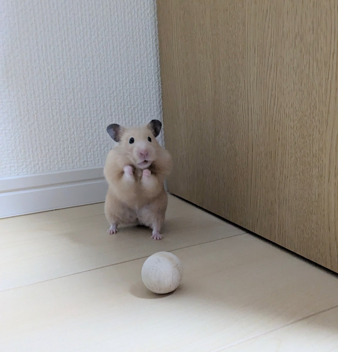 jyagajyagahappy's tweet photo. #じゃがいもころころ

これはわたしのボールよ https://t.co/LVH5j2VAP0