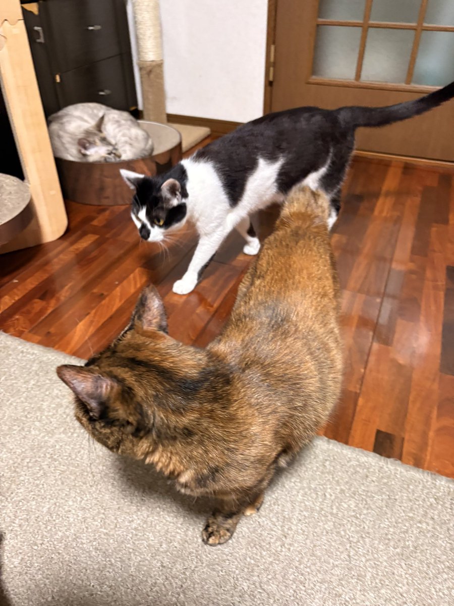 take736's tweet photo. 貴重な3ねこ写真 https://t.co/p2y4klKPSz