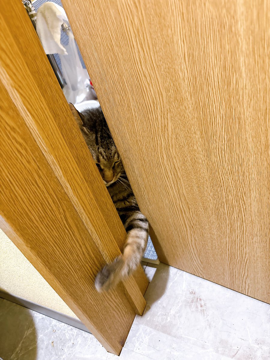 Sally22816's tweet photo. はいりたいのに…！！！

#猫 https://t.co/XjwuSNBCBY