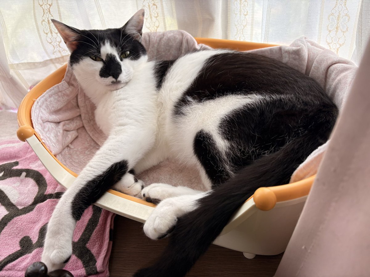 take736's tweet photo. おねこ様 https://t.co/LuDsMHhcgO