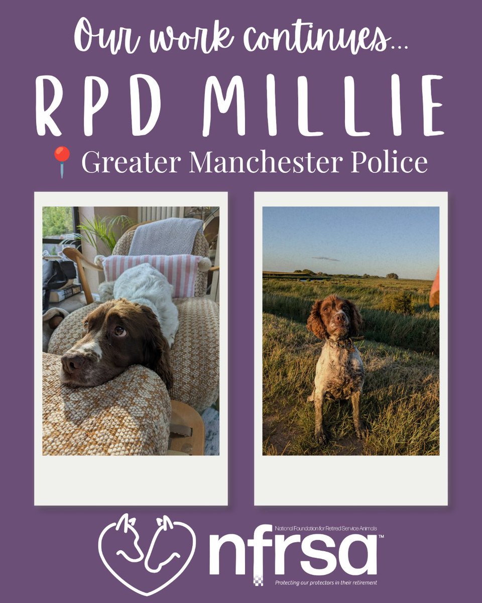 The_NFRSA's tweet photo. 🐾 Our Work Continues – Meet Millie 🐾
Millie recently retired after eight years of dedicated service with Greater Manchester Police as a Firearms, Drugs and Cash Search Dog. @gmpolice 

Millie is one of a remarkable litter of eight puppies, all of whom successfully completed training and went on to serve as search dogs with Greater Manchester Police. Throughout her career, she played an important role in helping keep communities safe before enjoying a well-earned retirement.

More recently, Millie required cruciate surgery after the costs were not covered by insurance. The NFRSA was pleased to support the cost of her treatment, helping her receive the care she needed.

We wish Millie a smooth recovery and a long, happy retirement. Thank you for your years of dedicated service. 💜🐾

🐾 Over 700 heroes registered
💝 Over £290,000 gifted in grants
❤️ 100% supporter funded
🇬🇧 Supporting retired Police, Prison, Fire, Border Force, NHS, MOD Police, NCA and RAF Police service animals

https://t.co/gvUYQ0Z43S