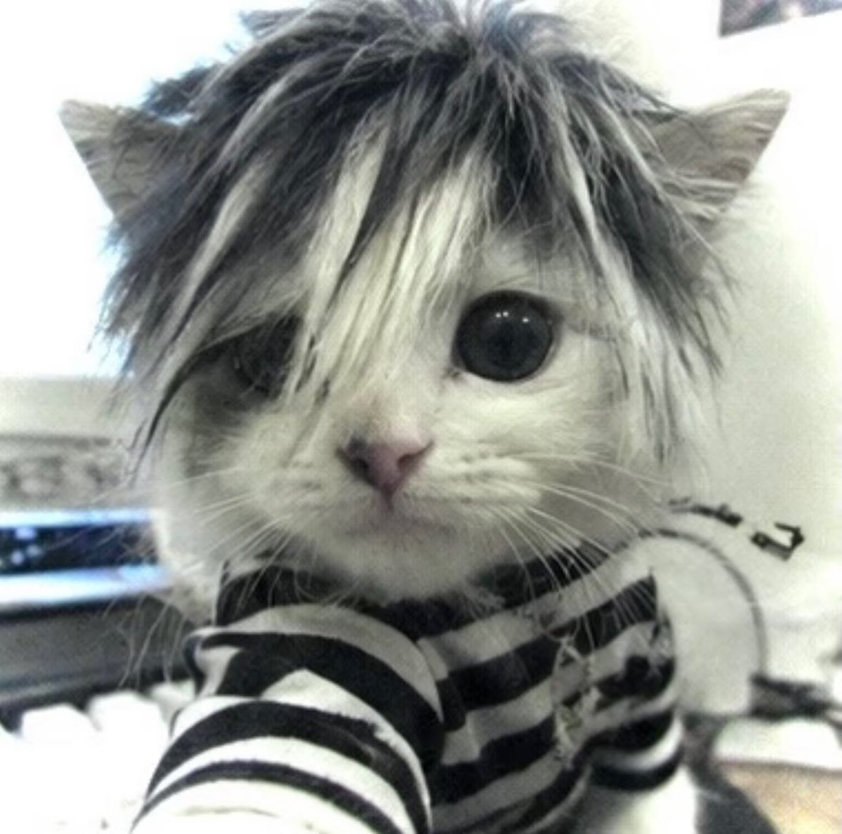 anxzhou2's tweet photo. this emo cat reminded me of this anxin https://t.co/qfv8Lt6vec