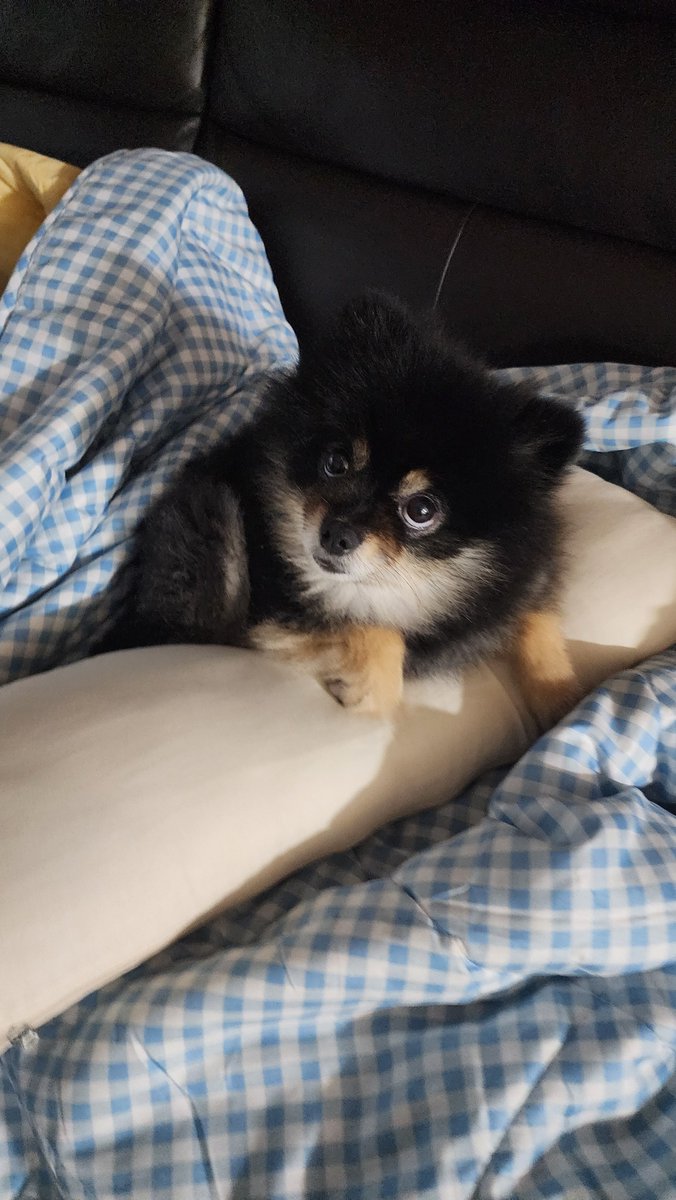 Mongsil_cute's tweet photo. 체크가 잘 어울리는 개 https://t.co/iAD9eJIFbk