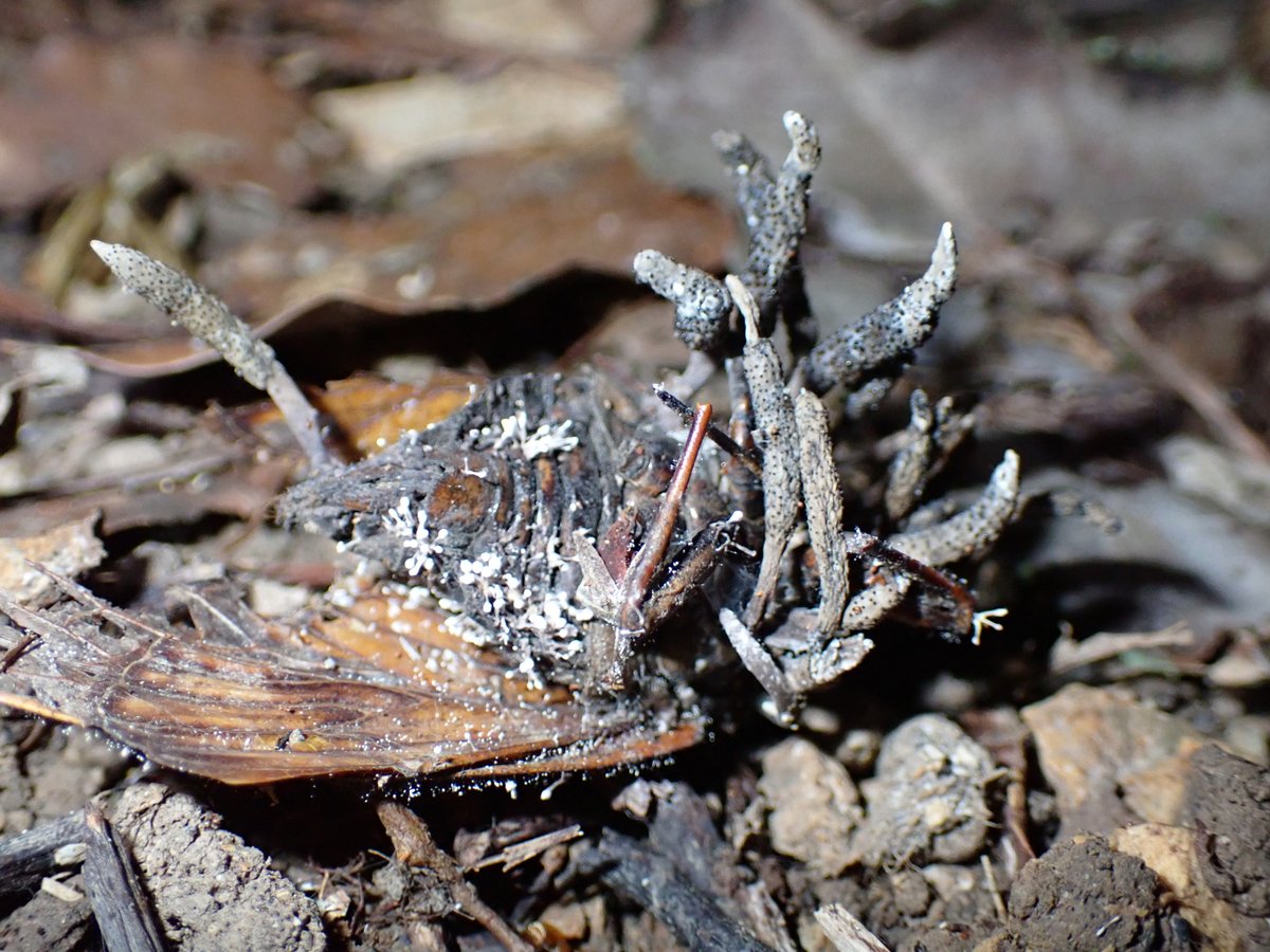 日本冬虫夏草の会 (@cordyceps_japan) / Posts / X