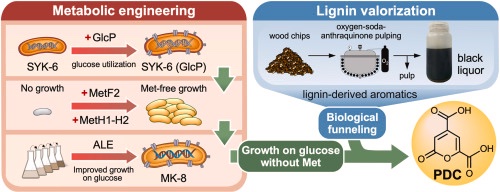 EijiMasai91550's tweet photo. Our latest paper is out!
We developed an improved Sphingobium lignivorans SYK-6 strain for industrial applications, advancing lignin-based biomanufacturing.

Read the paper:
https://t.co/5kUP3btDVM

#Lignin #Biomanufacturing #Bioeconomy #Sustainability https://t.co/yIHiLf53Ga
