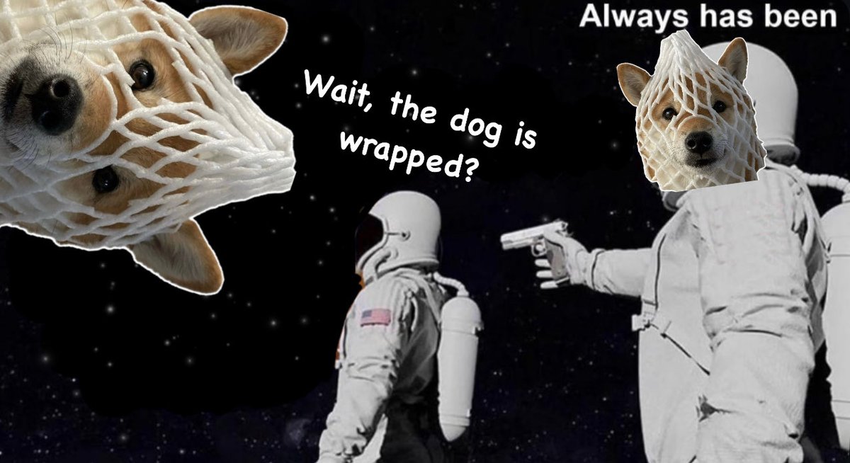 wrappeddog's tweet photo. the dog stays wrapped $wDOG https://t.co/gLZlceEeZr