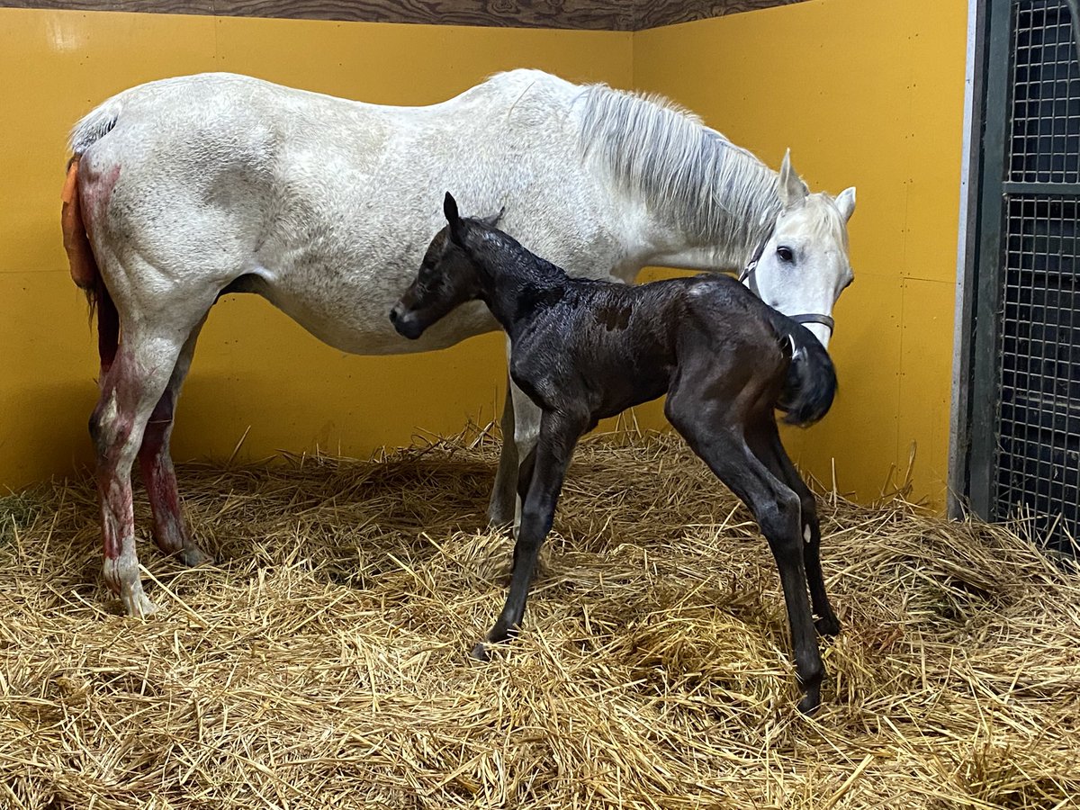 villa_lake's tweet photo. 今年のシルクホースクラブさんの募集馬に

メジロマリアン25
父　ドレフォン　牝馬

を、提供馬として入れていただいております🙇‍♀️
昨年は通常募集馬がおらず、追加募集に入れていただいた
メジロツボネ24
（バタフライノット）
のみとなりましたので、ツアーでは皆様に、レイクヴィラ自慢の
『メジロマリアンの初めて女の子』
を、ご紹介をさせていただければと思っております。

マリアンママはこれまで8頭産駒が中央競馬でデビュー、そしてその全てが勝ち上がり、全てが牡馬✨
レイクヴィラファームには珍しい、初子からずっと男の子を産んでくれる初志貫徹のママさんです。
ダート、芝、障害、全てで勝ち星をあげてくれています。
本当に頭が上がりません🙇‍♀️

マリアンママの母系をなんとか繋ぎたい思いが、年々増しておりましたが、ついに女の子を産んでくれました😭
（産まれた時はあまりに骨太で
『骨太っ🦴今年も男の子だ、、』と、思ったのですが、女の子だとわかった時は嬉しくて涙が出ました、、）

性別が変わっても、
骨太！食欲旺盛！健康優良児！馬体立派！
は、変わりません✨

画像3
ユアスイスイ25  牡馬
（父グローリーヴェイズ）
と仲良しでした。
立派でよく牡馬と間違われておりました💦

画像4
離乳して数日、ご飯はペロリ😋
カメラに変顔を向けるメンタルの強さ✨

どうぞよろしくお願いいたします🙇‍♀️