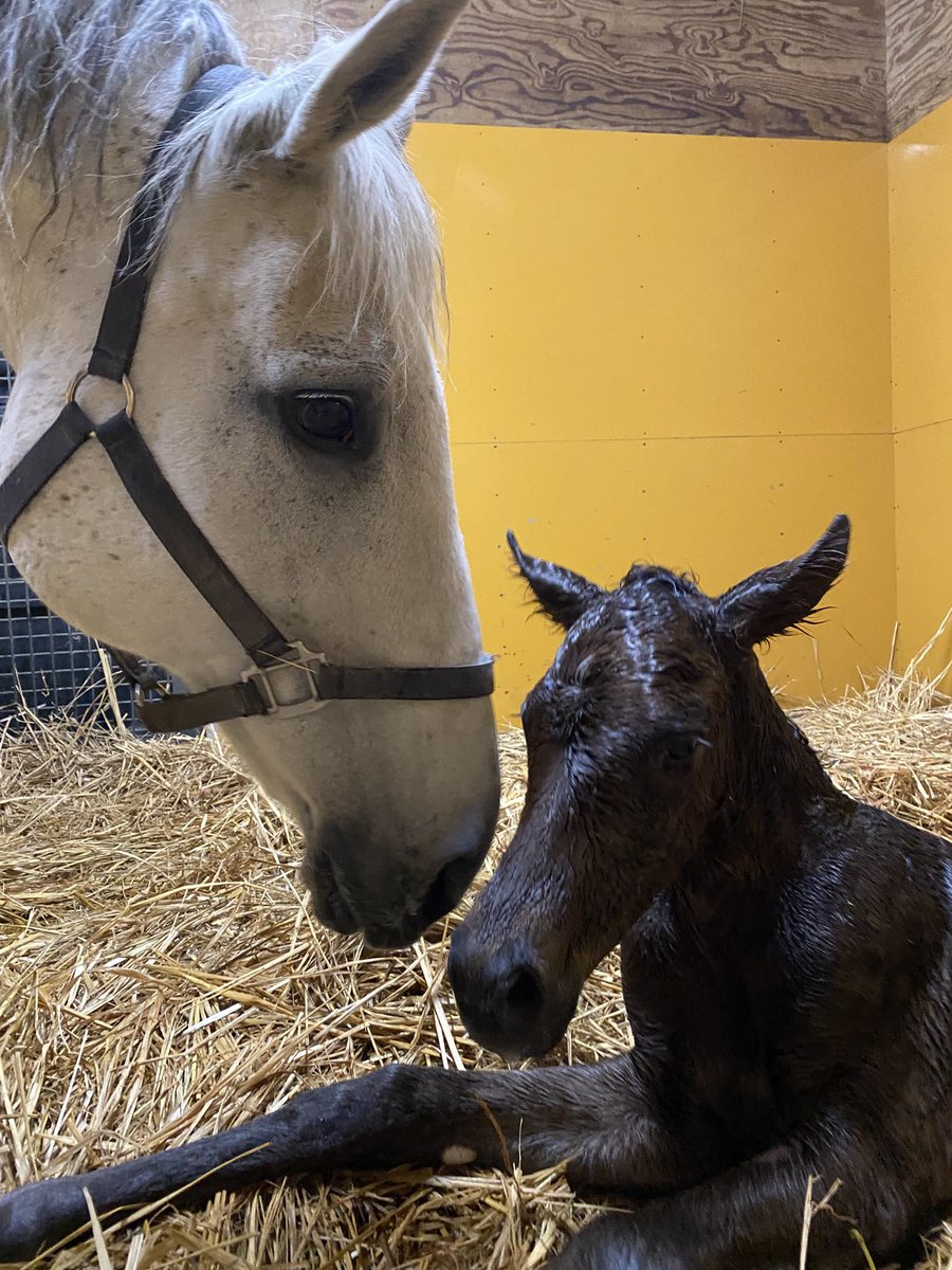 villa_lake's tweet photo. 今年のシルクホースクラブさんの募集馬に

メジロマリアン25
父　ドレフォン　牝馬

を、提供馬として入れていただいております🙇‍♀️
昨年は通常募集馬がおらず、追加募集に入れていただいた
メジロツボネ24
（バタフライノット）
のみとなりましたので、ツアーでは皆様に、レイクヴィラ自慢の
『メジロマリアンの初めて女の子』
を、ご紹介をさせていただければと思っております。

マリアンママはこれまで8頭産駒が中央競馬でデビュー、そしてその全てが勝ち上がり、全てが牡馬✨
レイクヴィラファームには珍しい、初子からずっと男の子を産んでくれる初志貫徹のママさんです。
ダート、芝、障害、全てで勝ち星をあげてくれています。
本当に頭が上がりません🙇‍♀️

マリアンママの母系をなんとか繋ぎたい思いが、年々増しておりましたが、ついに女の子を産んでくれました😭
（産まれた時はあまりに骨太で
『骨太っ🦴今年も男の子だ、、』と、思ったのですが、女の子だとわかった時は嬉しくて涙が出ました、、）

性別が変わっても、
骨太！食欲旺盛！健康優良児！馬体立派！
は、変わりません✨

画像3
ユアスイスイ25  牡馬
（父グローリーヴェイズ）
と仲良しでした。
立派でよく牡馬と間違われておりました💦

画像4
離乳して数日、ご飯はペロリ😋
カメラに変顔を向けるメンタルの強さ✨

どうぞよろしくお願いいたします🙇‍♀️
