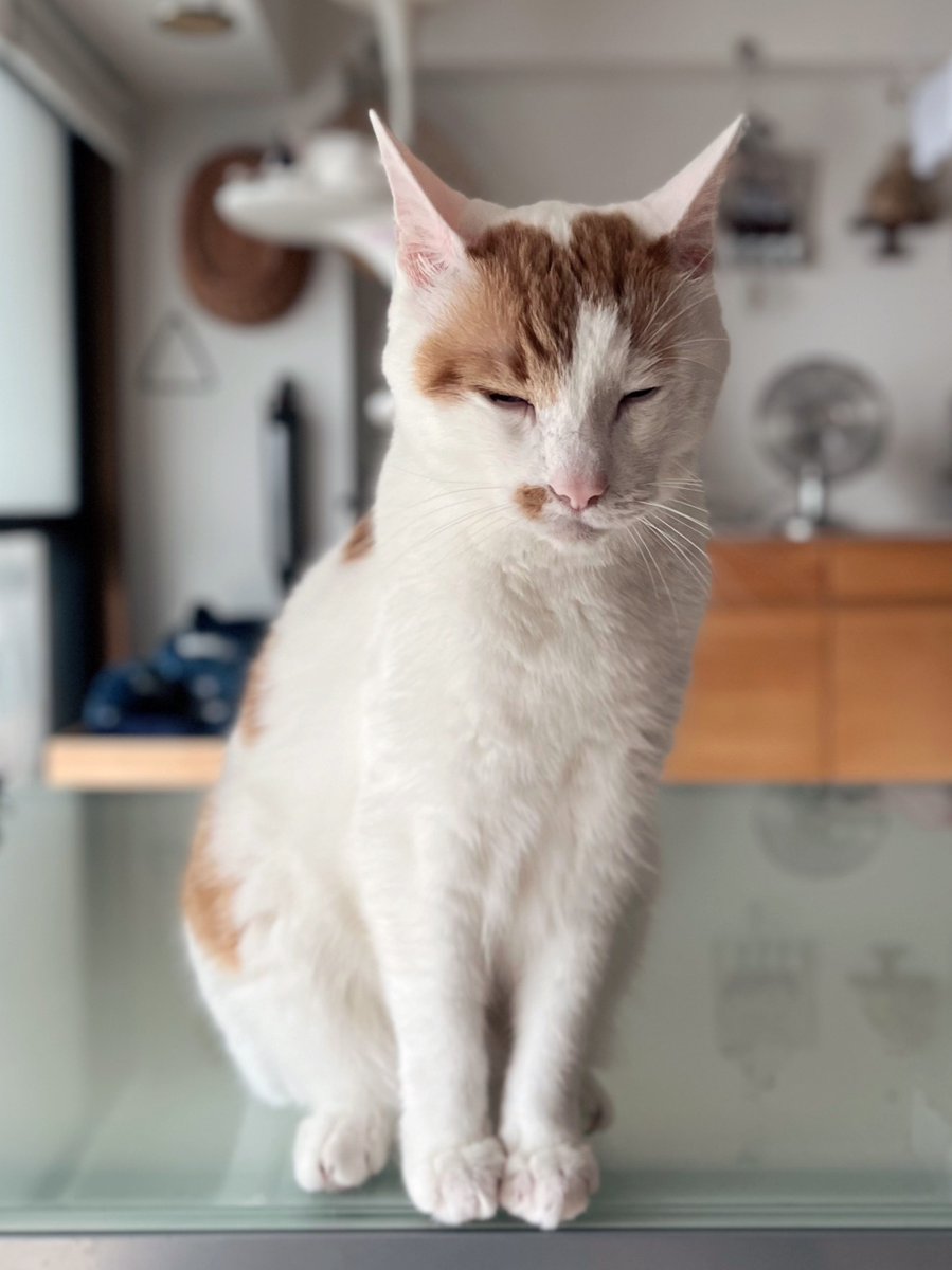 dattenecodamono's tweet photo. おすすめに『猫って言葉通じるよね』と流れてきて、毎日「ねこ好き！すごい好き！ねこは？」と聞くと「なーんっ！」って大きな声で必ず鳴いて「だよねーっ！」となり会話が成立するので確実に通じています。
眠そうな時にウザ絡みしても「ｳﾅｰ… ﾝ…」って答えてくれる。

　　　　\\ ｳﾅｰ…ﾝ // https://t.co/ulmj9xyoXN
