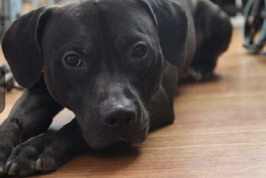 MoishesMom's tweet photo. 🚨This is what it looks like when your human is getting ready to surrender you to a municipal kill pound….🚨

Logi is a 3️⃣ year old boy who was dumped at the Queens Pound in NYC 5️⃣ days ago…he’s 5️⃣5️⃣ pounds and is 🆕 Hope Rescue 🛟 Only• Foster

Logi’s Bio ℹ️ 🔗 ⬇️

https://t.co/lrLmasdhG8

Logi is growling & lunging & running when ACC staff tries to leash him☹️

He’s in big trouble peeps…he’s been here only 5️⃣ days & he’s  🛟 Only☹️

✅ Logi needs a Foster or Adopter through a 🆕 Hope Rescue Partner

✅ DM @notthesameone2 to apply for this Gorgeous Ebony boy 💞🙏🏻💞