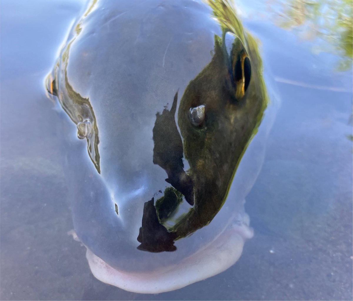 shunfisheater's tweet photo. #デバウアー のネイルリグで
30cmくらいのイケメン🐟

ワームのサイズ下げたら
同サイズの魚を2本追加🐟🐟

からのニゴイ先生🐟

まじで暑い🫠

#BUTZ #BUTZbassfishing
#多摩川 #バス釣り https://t.co/mlZyaulM1U