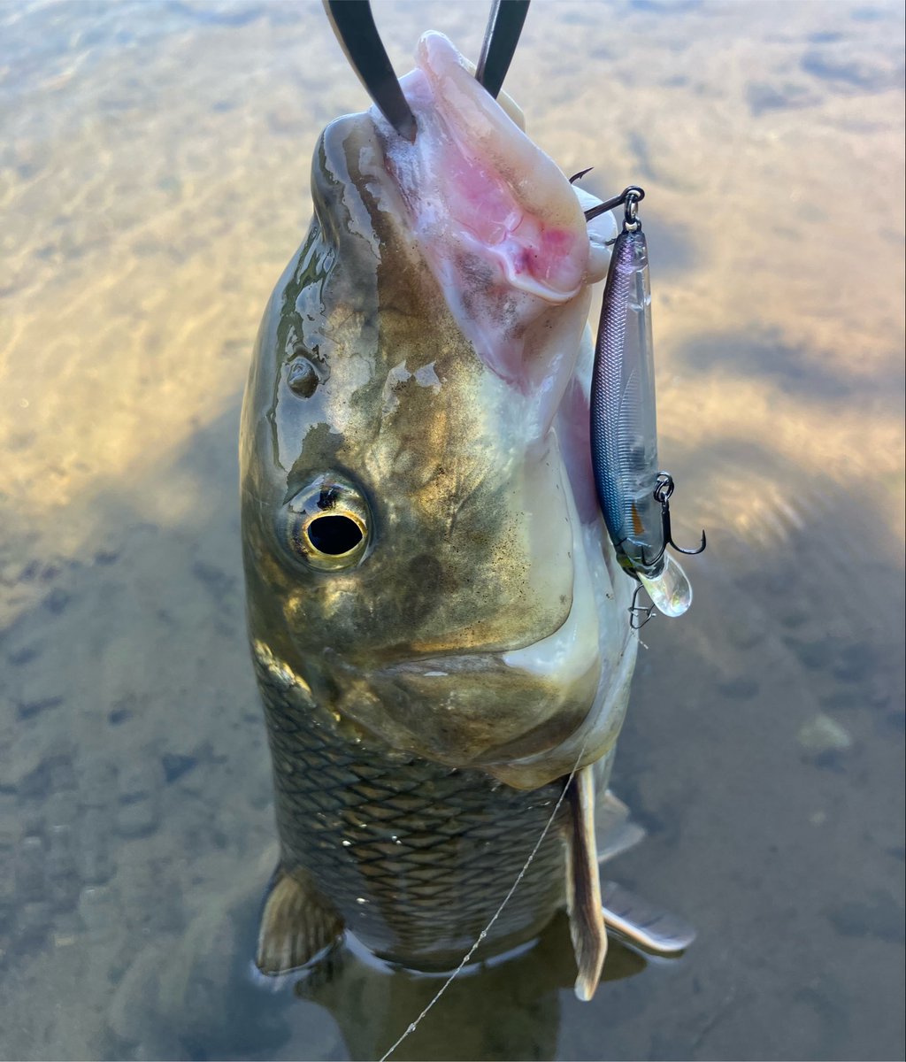 shunfisheater's tweet photo. #デバウアー のネイルリグで
30cmくらいのイケメン🐟

ワームのサイズ下げたら
同サイズの魚を2本追加🐟🐟

からのニゴイ先生🐟

まじで暑い🫠

#BUTZ #BUTZbassfishing
#多摩川 #バス釣り https://t.co/mlZyaulM1U