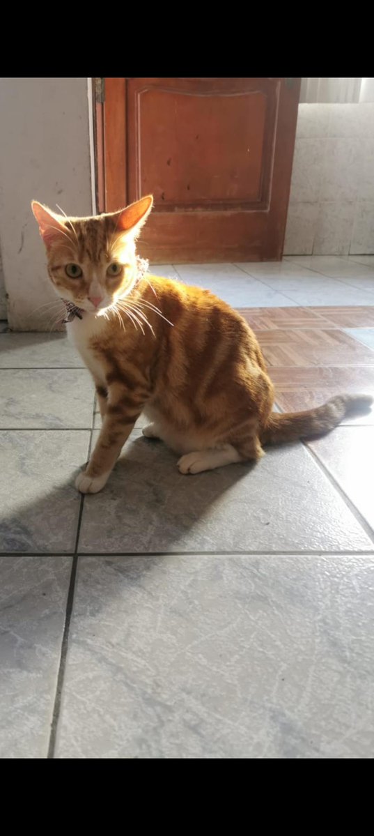 AlertaMePerdi's tweet photo. #PERDIDA #GUAYAQUIL
Nombre: #Almendra
Fecha: 2026-07-21
Sector: Norte, Sauces 7 Mz D7, por correos del Ecuador
Sexo: Hembra
Raza: Mestizo
Observación: Es amarilla/naranja con blanco y sus manchas son como circulares
Contacto: 0988769861
¡Ayúdalo a volver!
 #AlertaMePerdí https://t.co/RHppoc1Czg