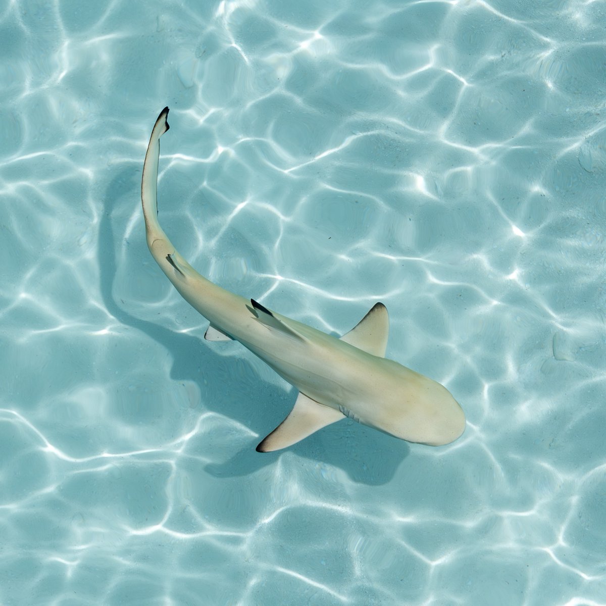 AnimalPlanet's tweet photo. Blacktip shark appreciation post ✨🥹

Tune in to #SharkWeek Sunday, July 26 at 8P on Discovery!

📸: Cezary Wojtkowski

#blacktipshark #oceanlife #sharks https://t.co/LfHmQENKeV