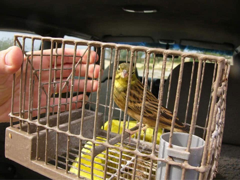 Committee Against Bird Slaughter (CABS) tweet media