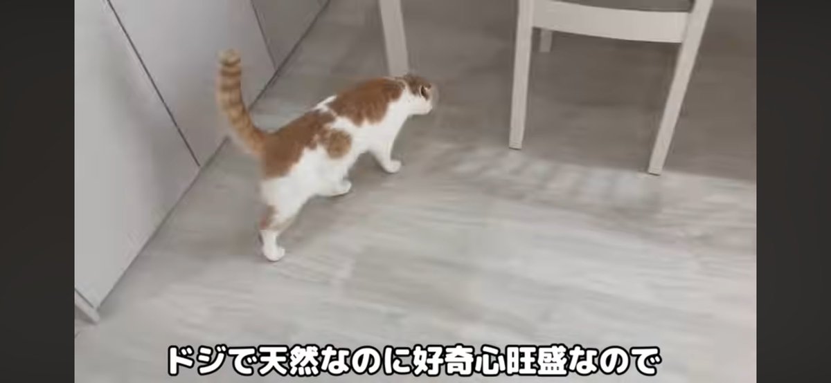 ashitawarau's tweet photo. はな君、全然すりすりもしていないし甘えてもいない。
ドジは前はもち君に設定された性格だった気がする。天然は時々言うけど、今日の動画には何の関係もない。
そして、成猫になった飼い猫をしじゅう見守っている飼い主なんていないと思う。バカっぽい。
#もちまる日記 https://t.co/RwS7ojAS4i