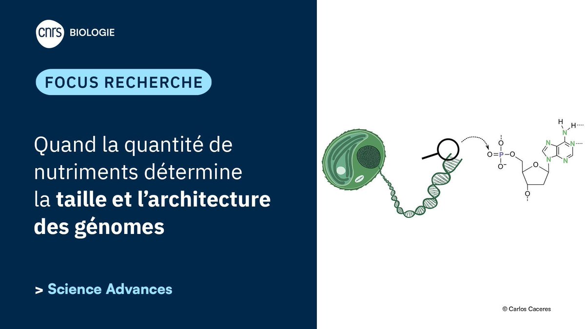 CNRSbiologie's tweet photo. #ResultatScientifique🔎| Pourquoi certains organismes possèdent-ils des génomes bien plus grands que d'autres ? 🌿🧬 

✍️ Gwenael Piganeau 
📕 @ScienceAdvances 

👋 @CNRS_INSU @CNRSecologie 

👉️ https://t.co/GZWDIxhFHi https://t.co/QR5HlyUleY