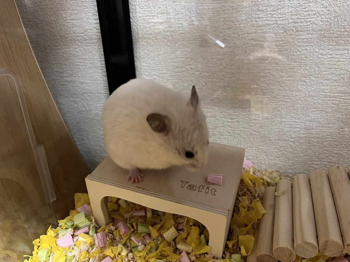 warayo_are_'s tweet photo. 夜も更けてきたから俺のハムスターの成長を見ろよ
👈べび
👉いま https://t.co/XGRPZHH9ub
